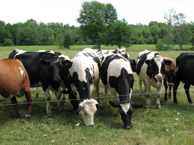 Nullung in landwirtschaftlichen Anlagen - Teil 1