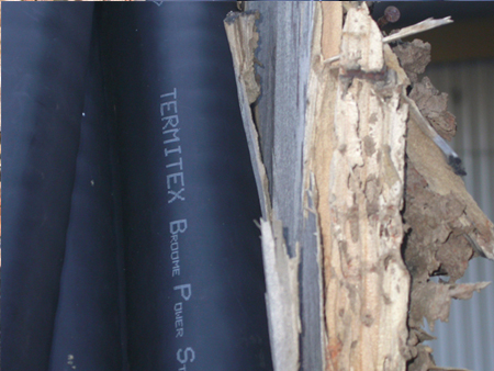 Termites attack cable drum photo 4
