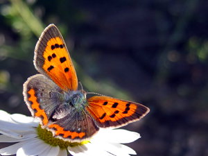 Alas de mariposa para fabricar dispositivos electrónicos