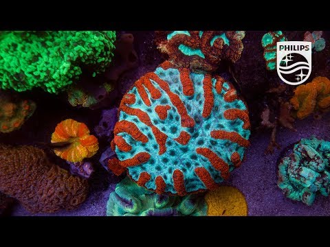Mejora la apariencia y el bienestar de tu acuario con luminarias Philips CoralCare.