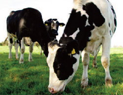 Stray Voltage in Milking Parlours