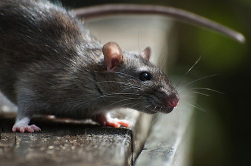 Rats cause near disaster on a railway by chewing through signal cables