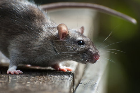 Near disaster on a railway caused by rats signals continued vigilance for cable installers